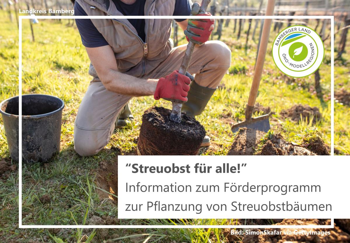 Apfelbaum wird eingepflanzt.