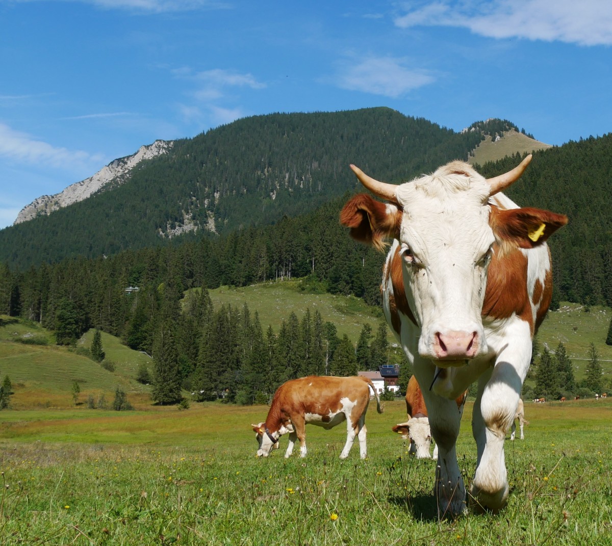Färse auf der Alm