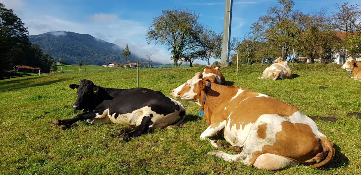 Bio-Rinder auf der Weide.