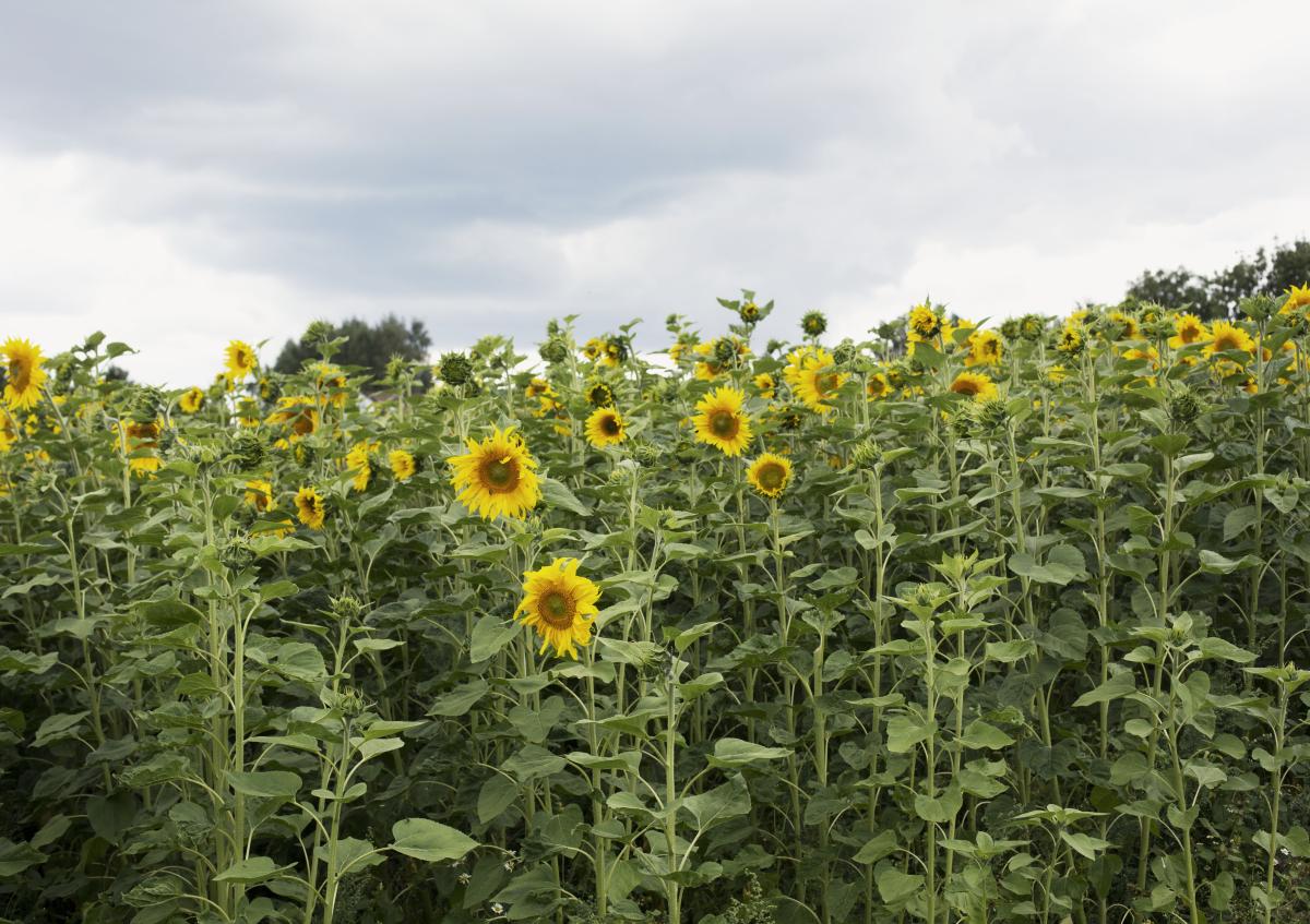 Feld mit Sonnenblumen