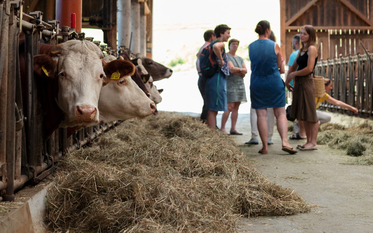 Rinder und Menschen im Passauer Oberland