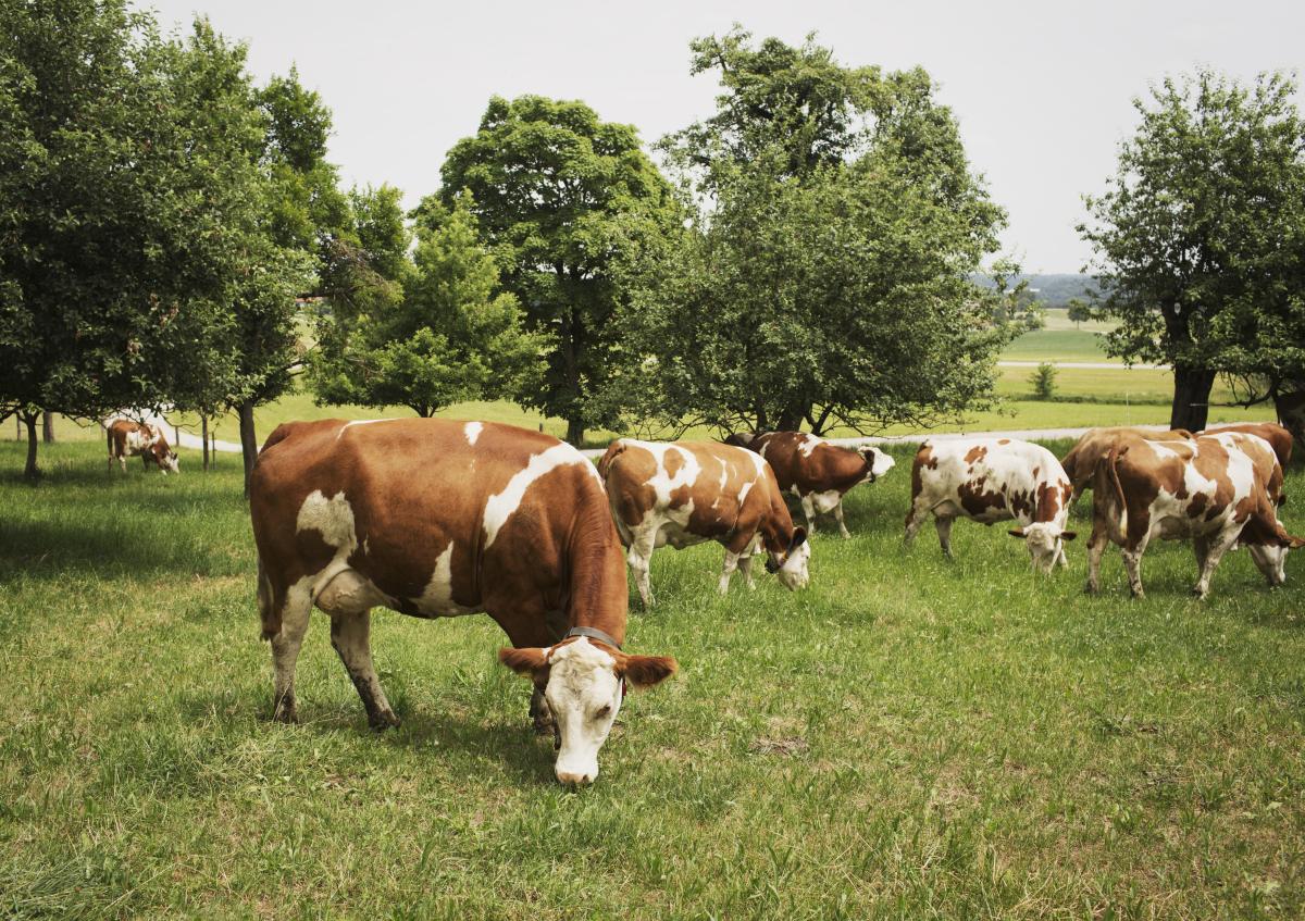 Mehrere Kühe (braun-weiß gescheckt) stehen auf der Weide.