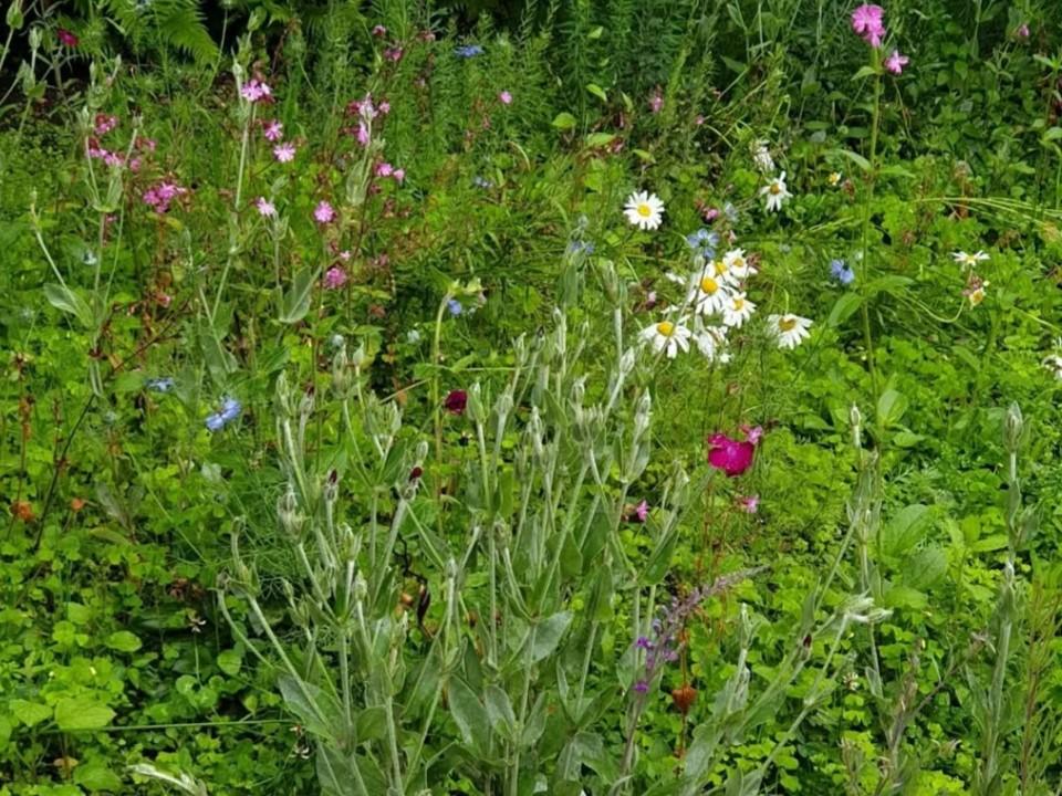 sattes Grün mit bunten Blüten
