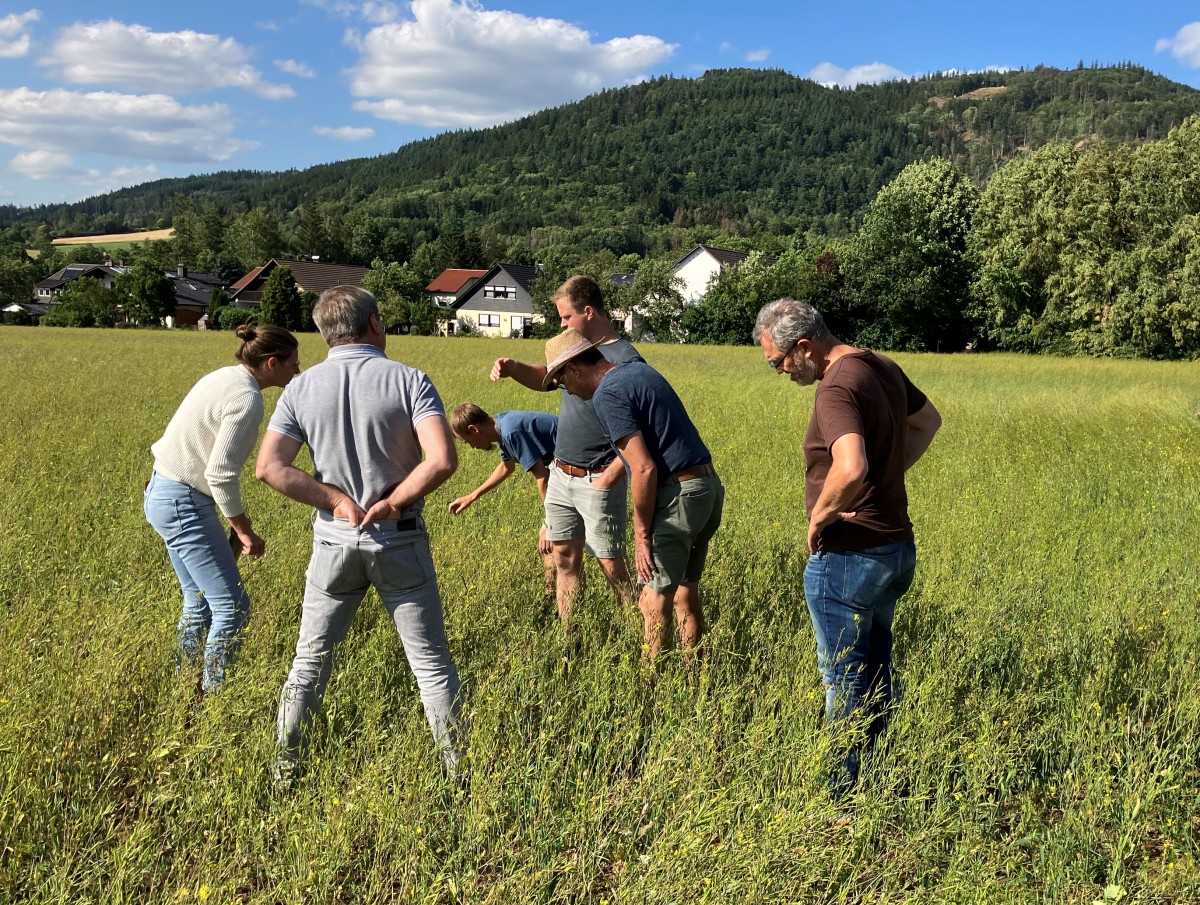 Berater und Landwirte begutachten einen Feldbestand mit Senf und Kümmel