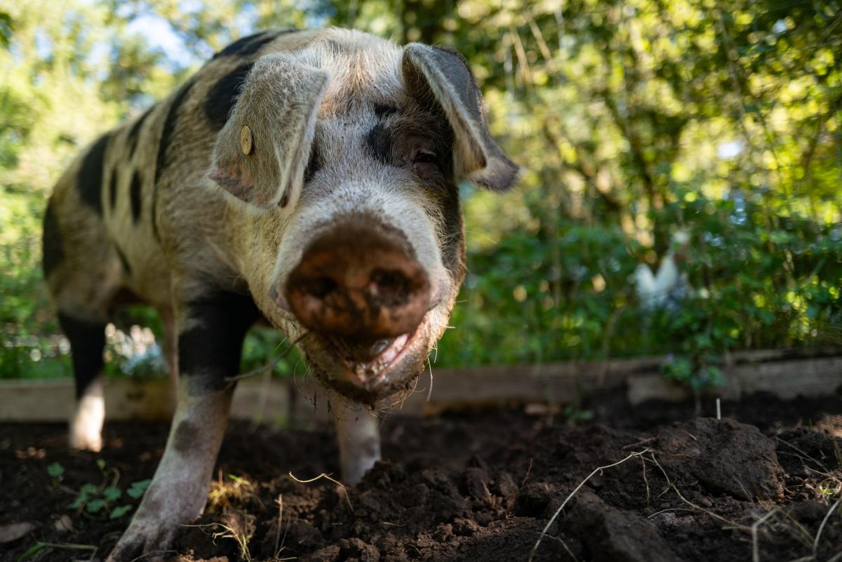 Ein Schwein steht im Freiland auf Gras und schaut in die Kamera