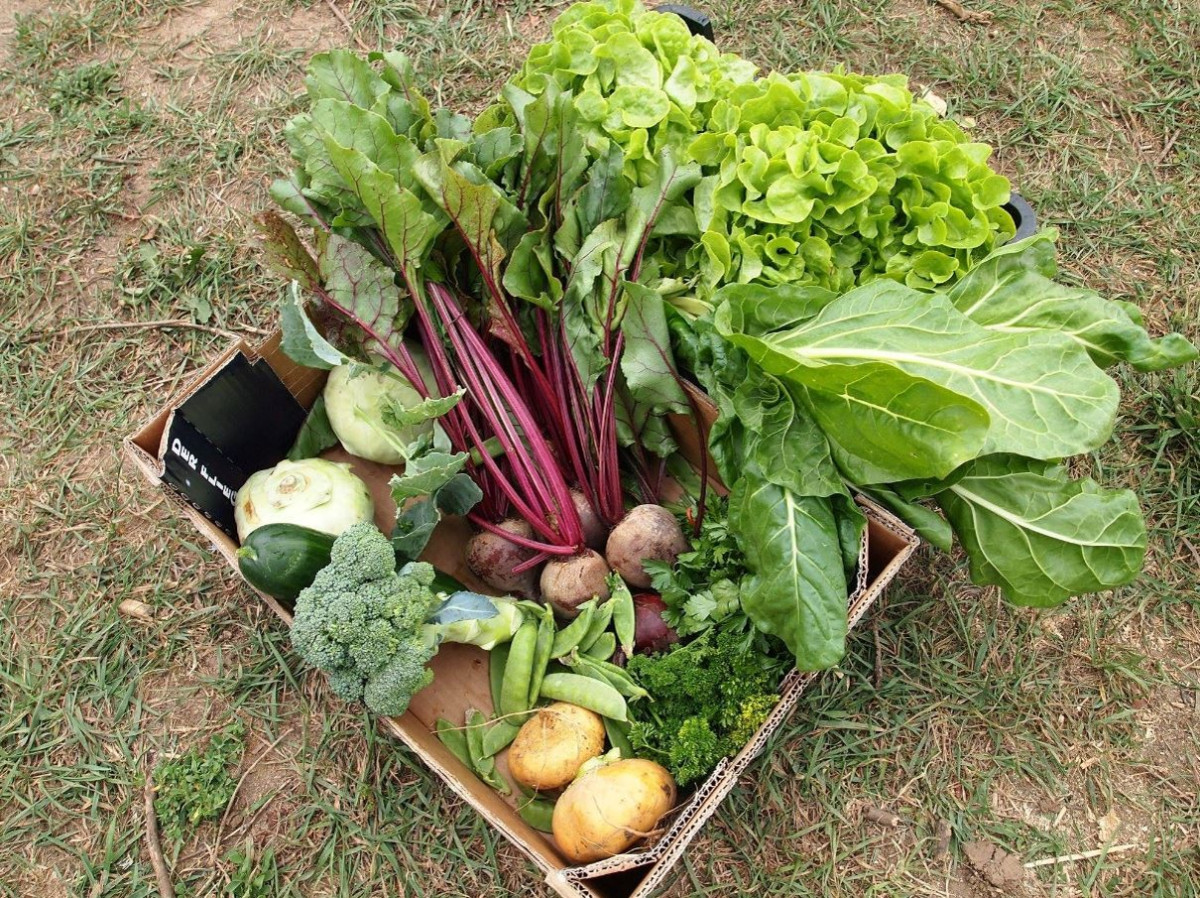 Gemüse-Kiste