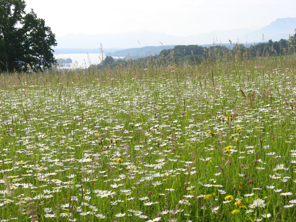 Artenreiche Blühwiese