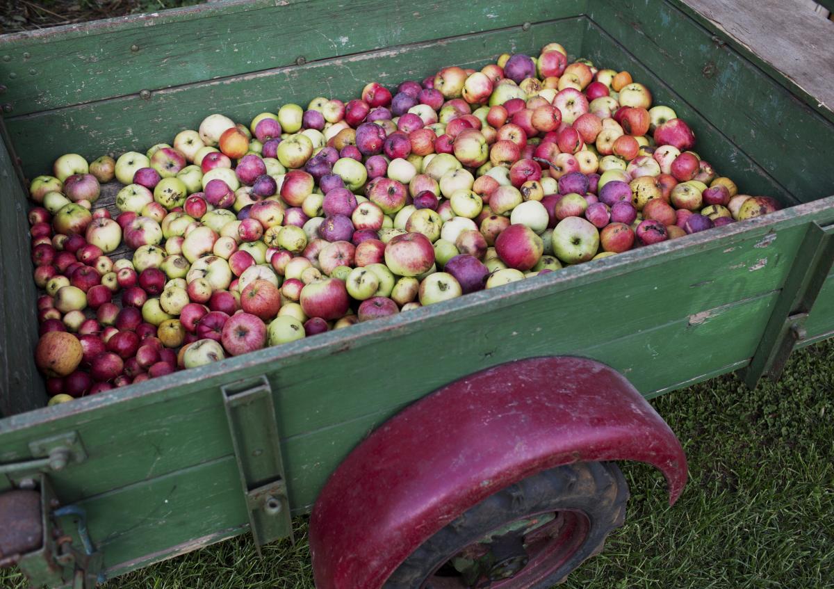 Geerntete Äpfel in Anhänger