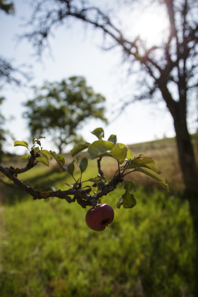 Apfelbaum im Grünland