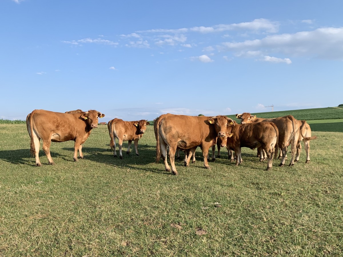 Bio-Rinder auf der Weide