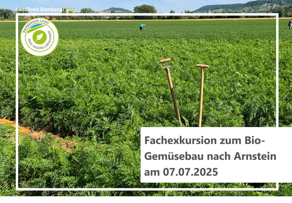 Möhrenfeld kurz vor der Ernte