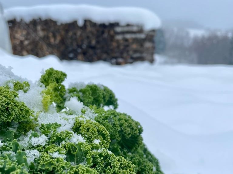 Grünkohl im Schnee