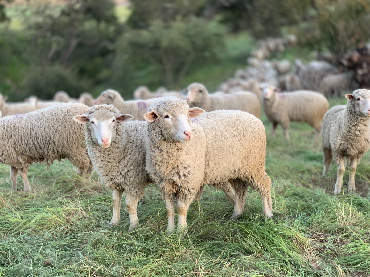 Schafe auf einer Wiese