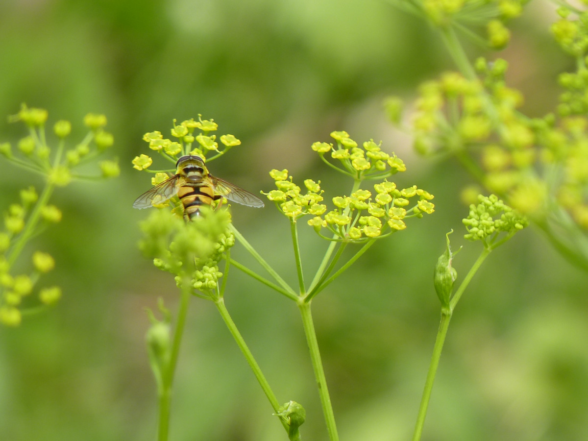 Wiesen-Pastinak mit Schwebfliege