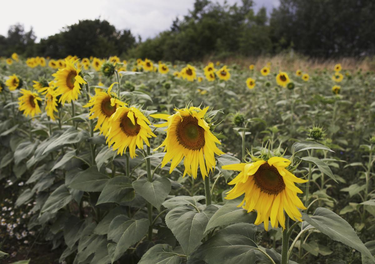 Sonnenblumen