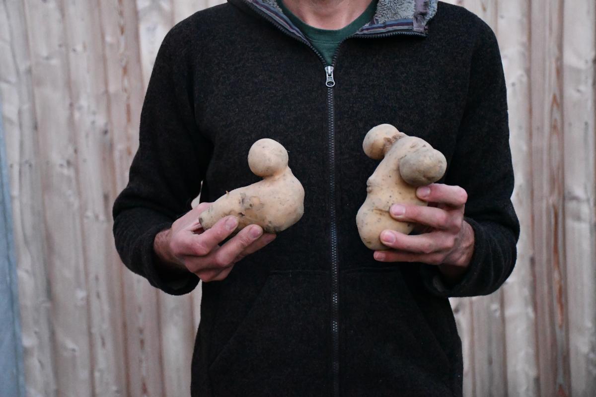 Mann hält große Kartoffelknollen in der Hand