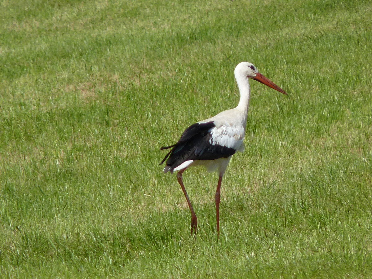 Weißstorch