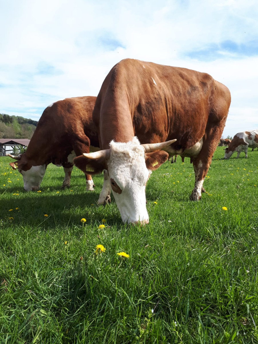 Diskutieren Sie mit Dr. Felix Prinz zu Löwenstein am 8. April über die Landwirtschaft der Zukunft.