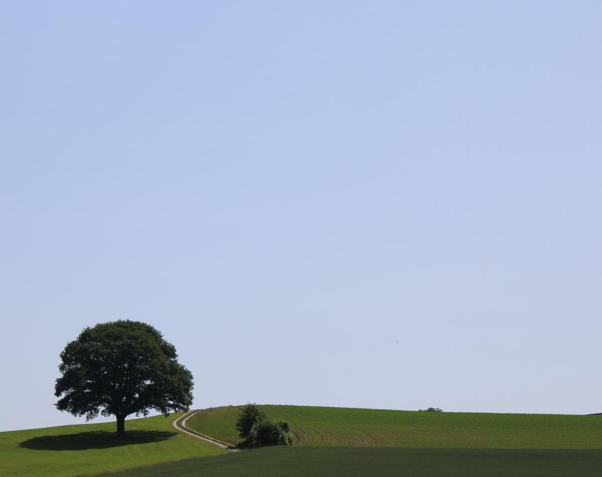 Felder mit Baum und ganz viel blauer Himmel