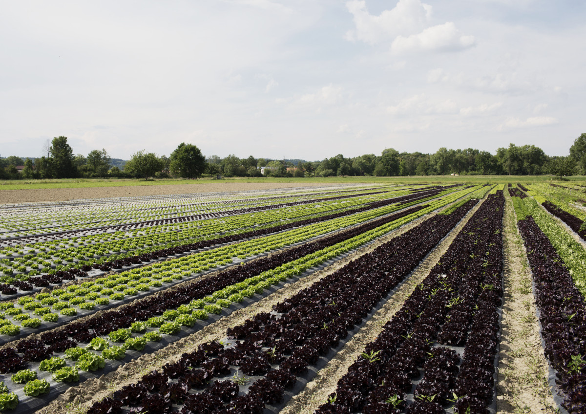 Das Foto zeigt ein Feld mit Bio-salat.