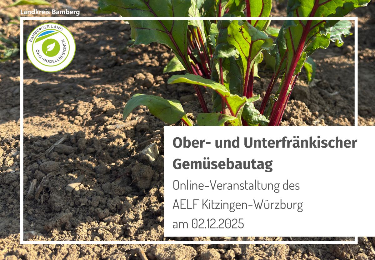 Rote Bete auf dem Feld