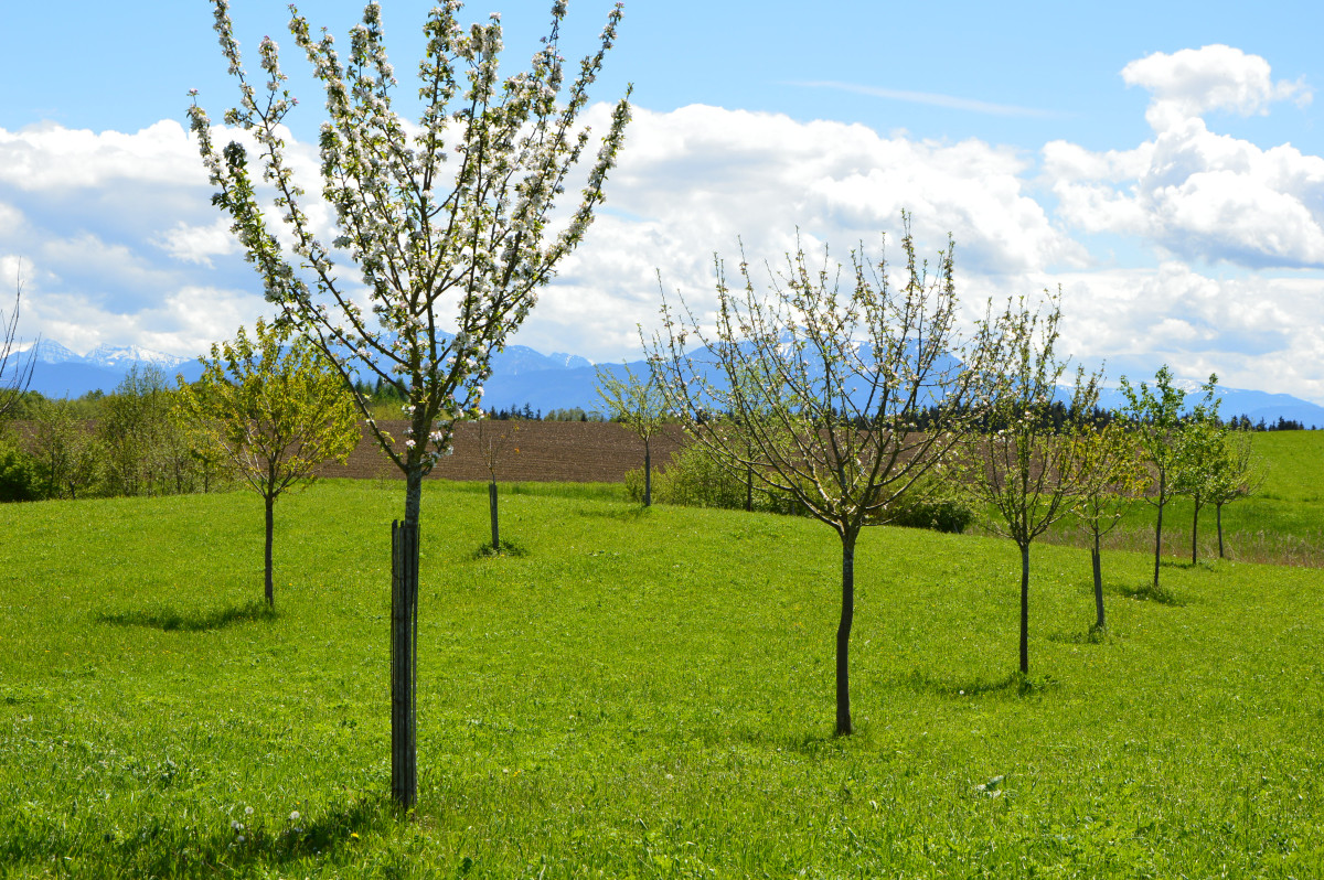 Obstwiese