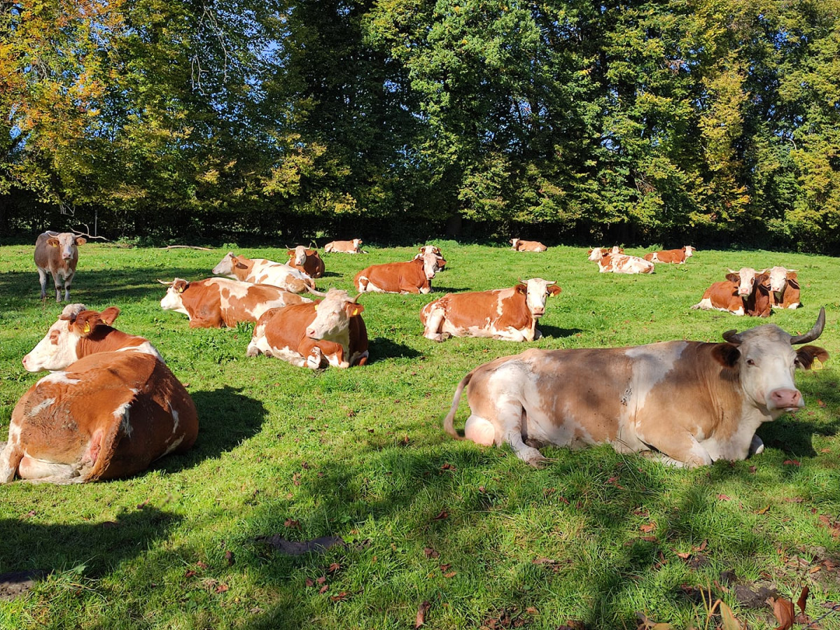 Kühe und Gras