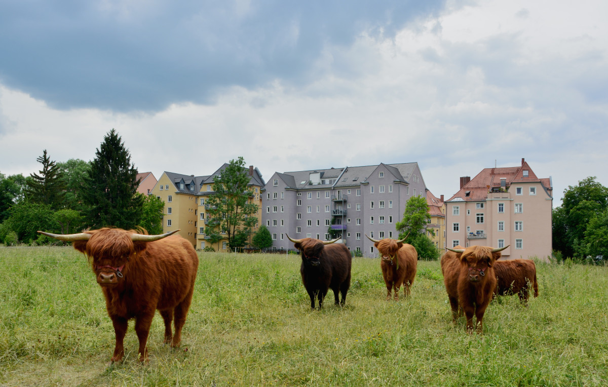 Hochlandrinder am Pfannenstiel