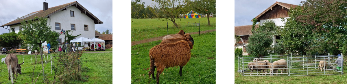 Drei Bilder nebeneinander mit: braune Schafe blicken auf buntes Zelt auf grüner Wiese / Esel und Infostand vor einem Haus / hellgraue Schafe eingezäunt auf Wiese mit Bäumen und Hof dahinter
