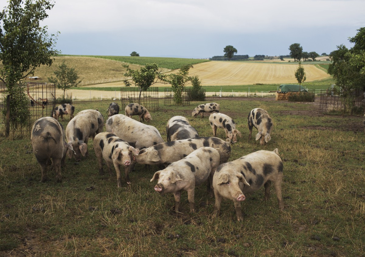 Symbolbild Bio-Freilandschweinehaltung