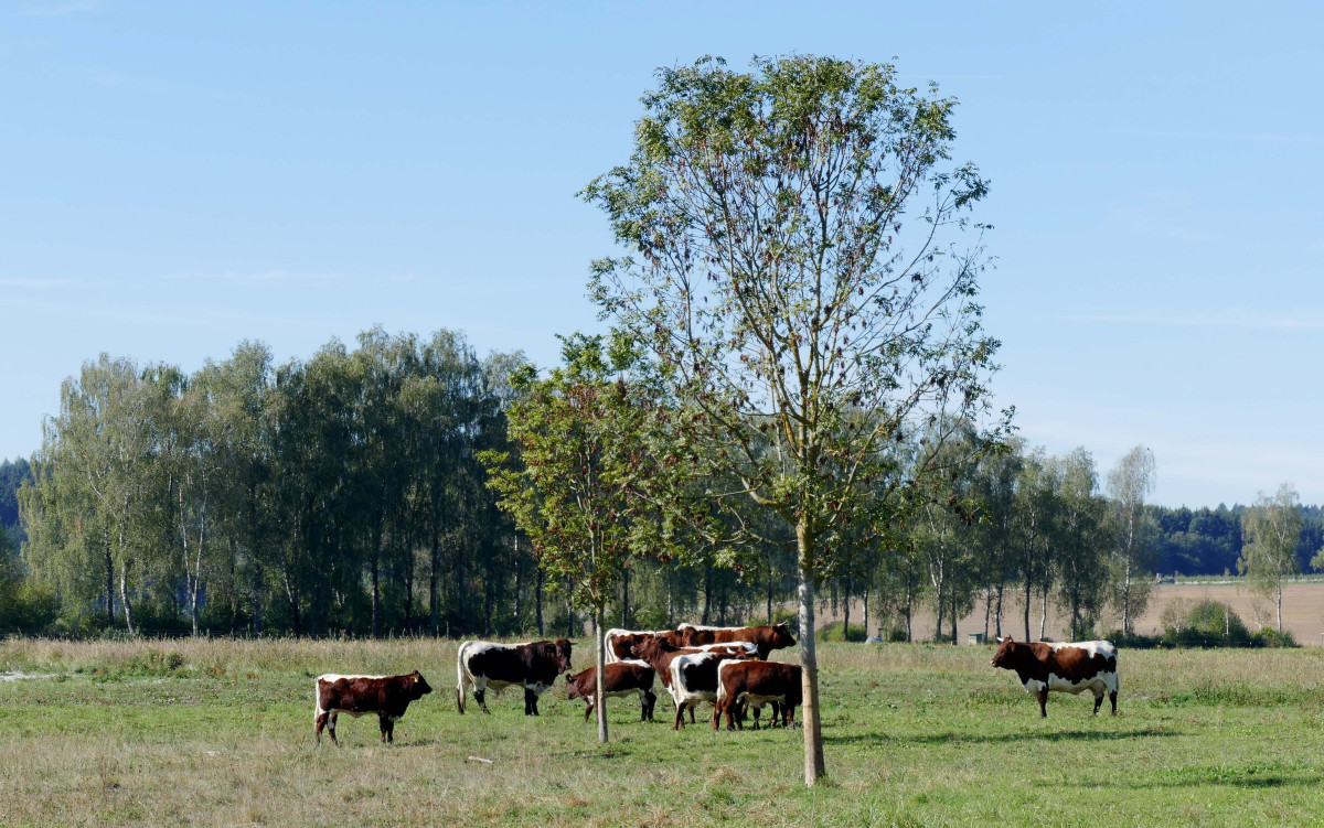 Beweidungsprojekt mit Pinzgauern