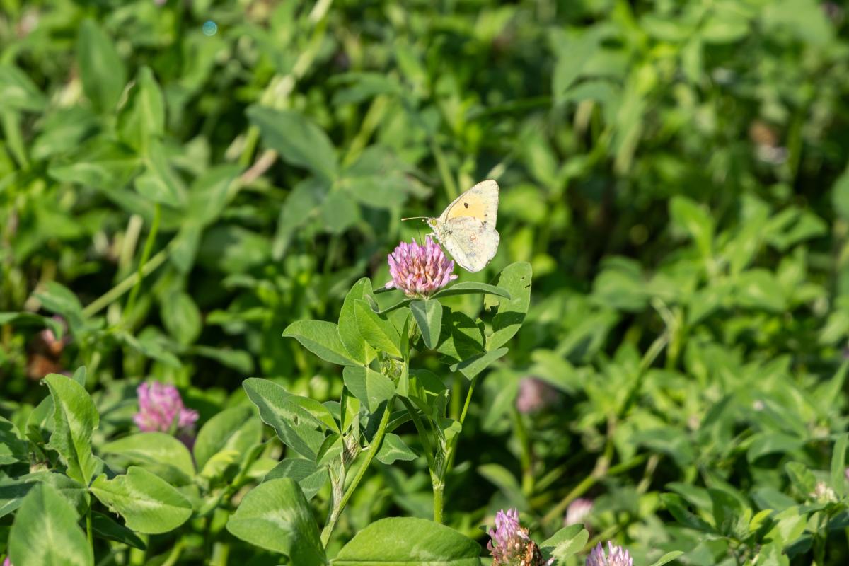 Wiese mit Schmetterling