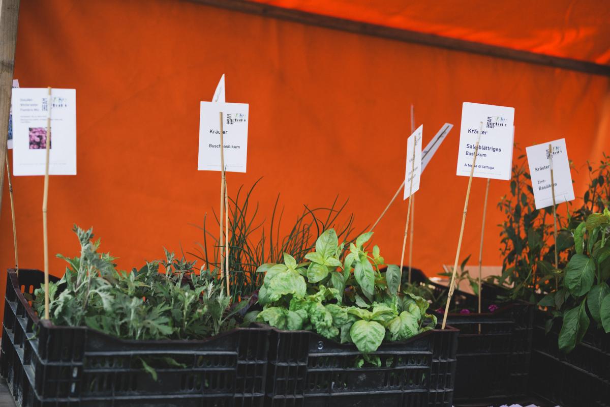 Marktstand mit Jungpflanzen