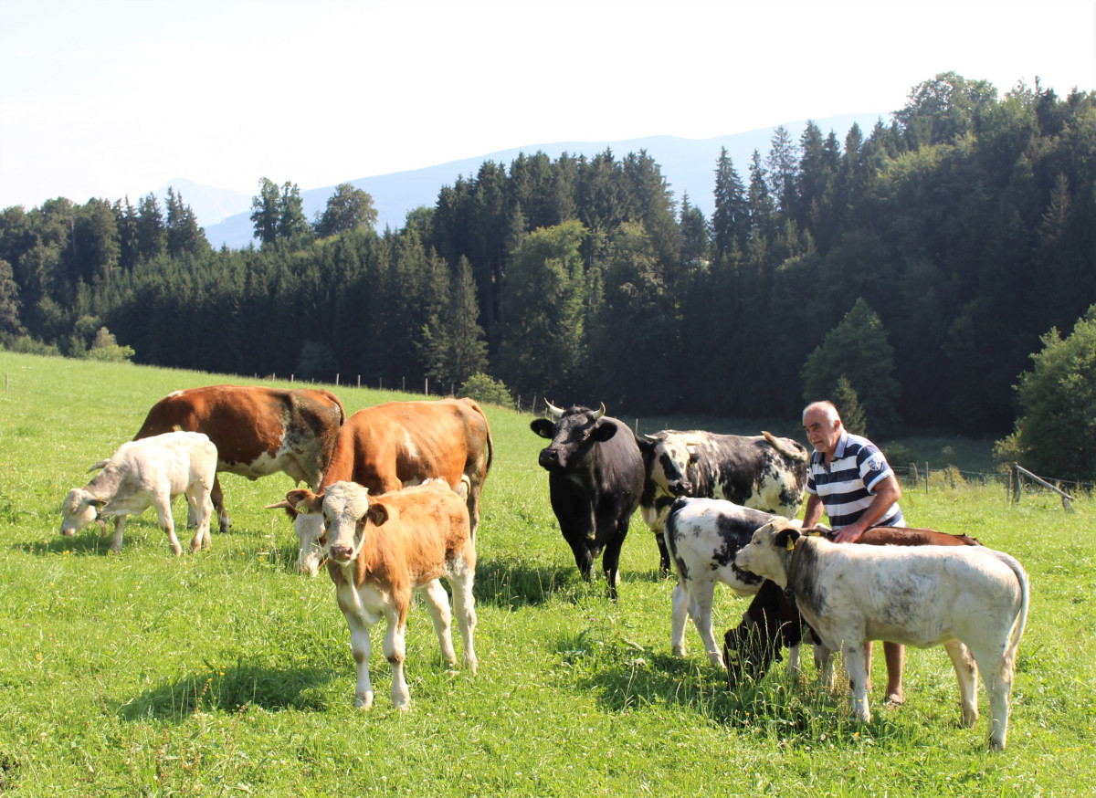 Ausgedehnte Wiesen zum Grasen und genügend Platz zum Unterstellen im Wald: das haben die Mutterkühe und Kälbchen von Bio-Bauer Hans Koch aus Holzhausen, der bereits vor mehr als zwanzig Jahren auf ökologische Bewirtschaftung umgestellt hat.