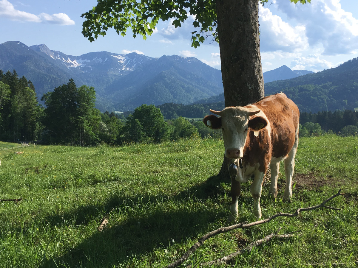 Kalb auf Weide