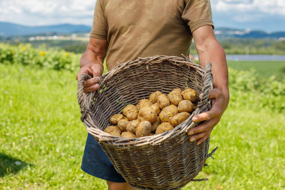 Kartoffeln im Korb