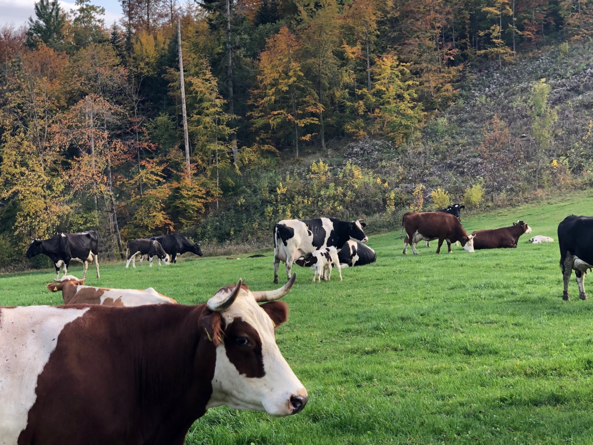 Kälbchen säugt an Muttermilchkuh auf Weide