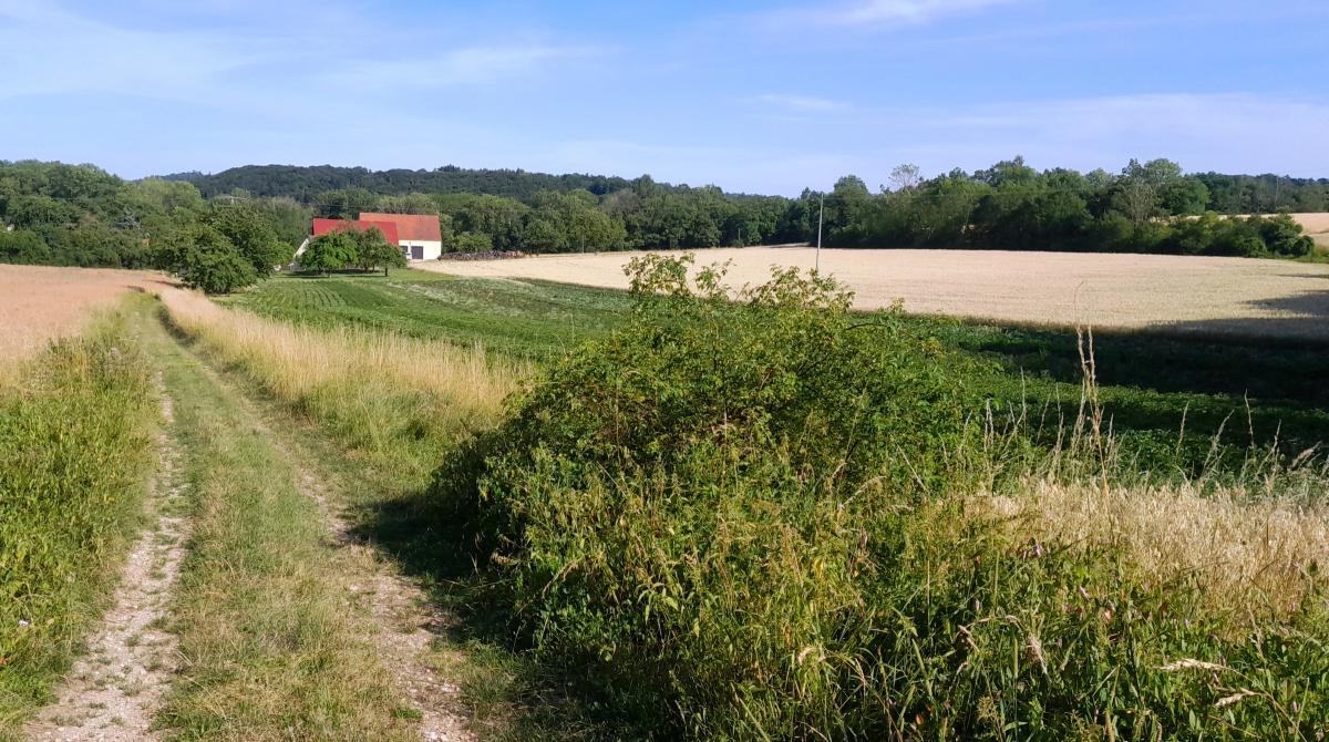 Wanderweg mit Gras- und Ackerland im Hintergrund