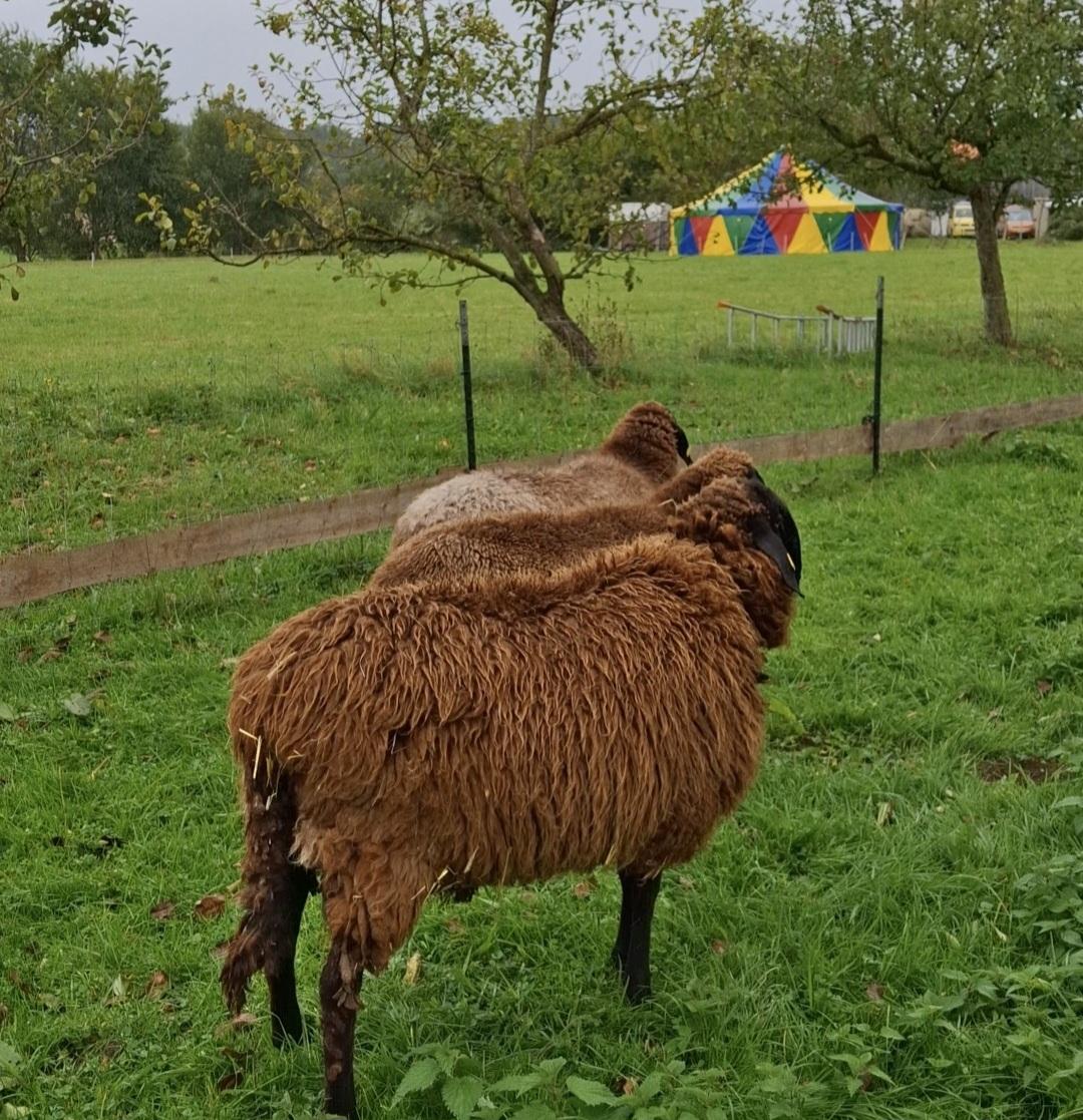 Schafe und buntes Zelt auf grüner Wiese