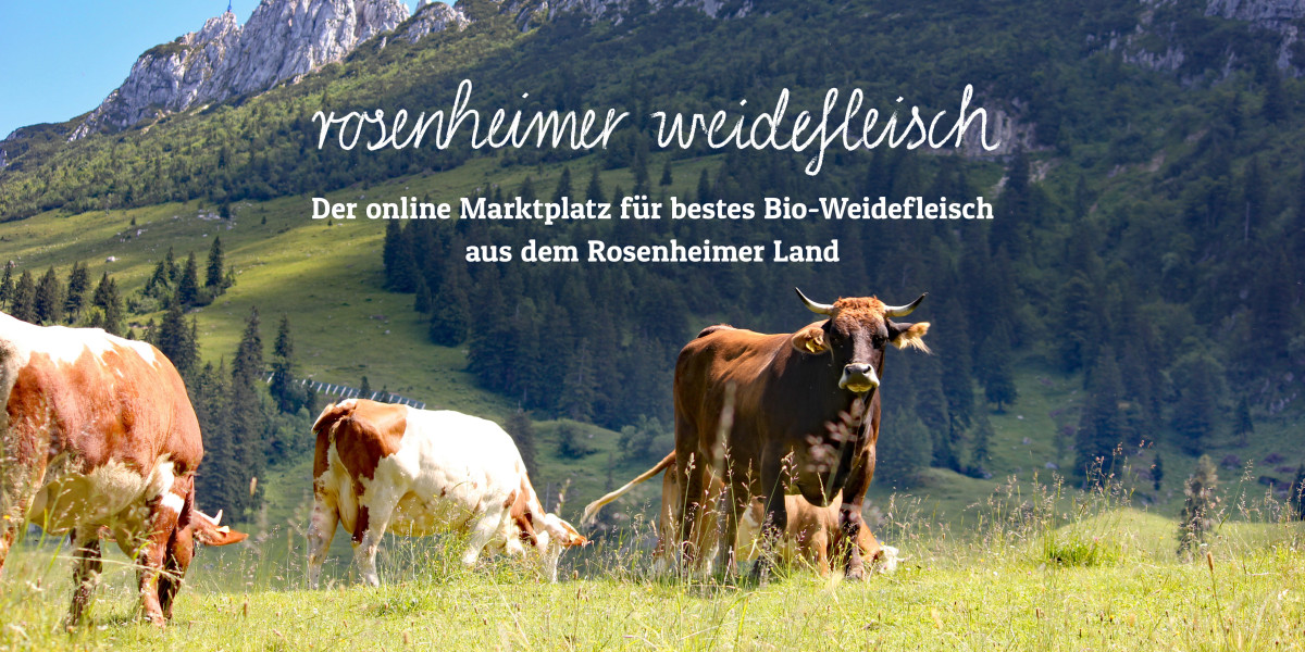 Kuh auf einer Almwiese im Hintergrund die Kampenwand in den Chiemgauer Alpen