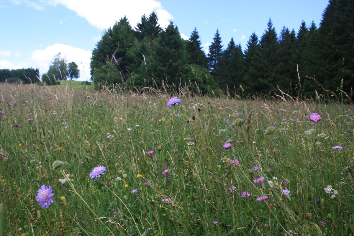 auf dem Bild sieht man eine Wiese mit Wiesenblumen, im Hintergrund ist ein Waldrand