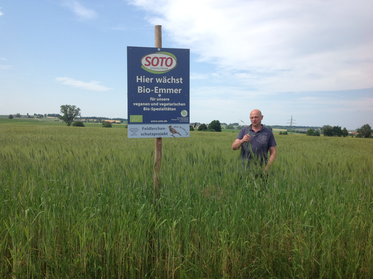 Feld mit Bio-Emmer (incl. Lerchenfenster) für die Firma Soto