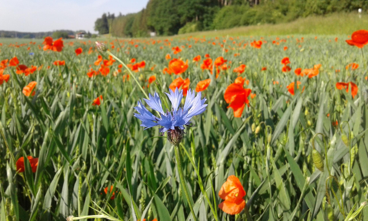 Artenreicher Acker mit Mohn und Kornblume