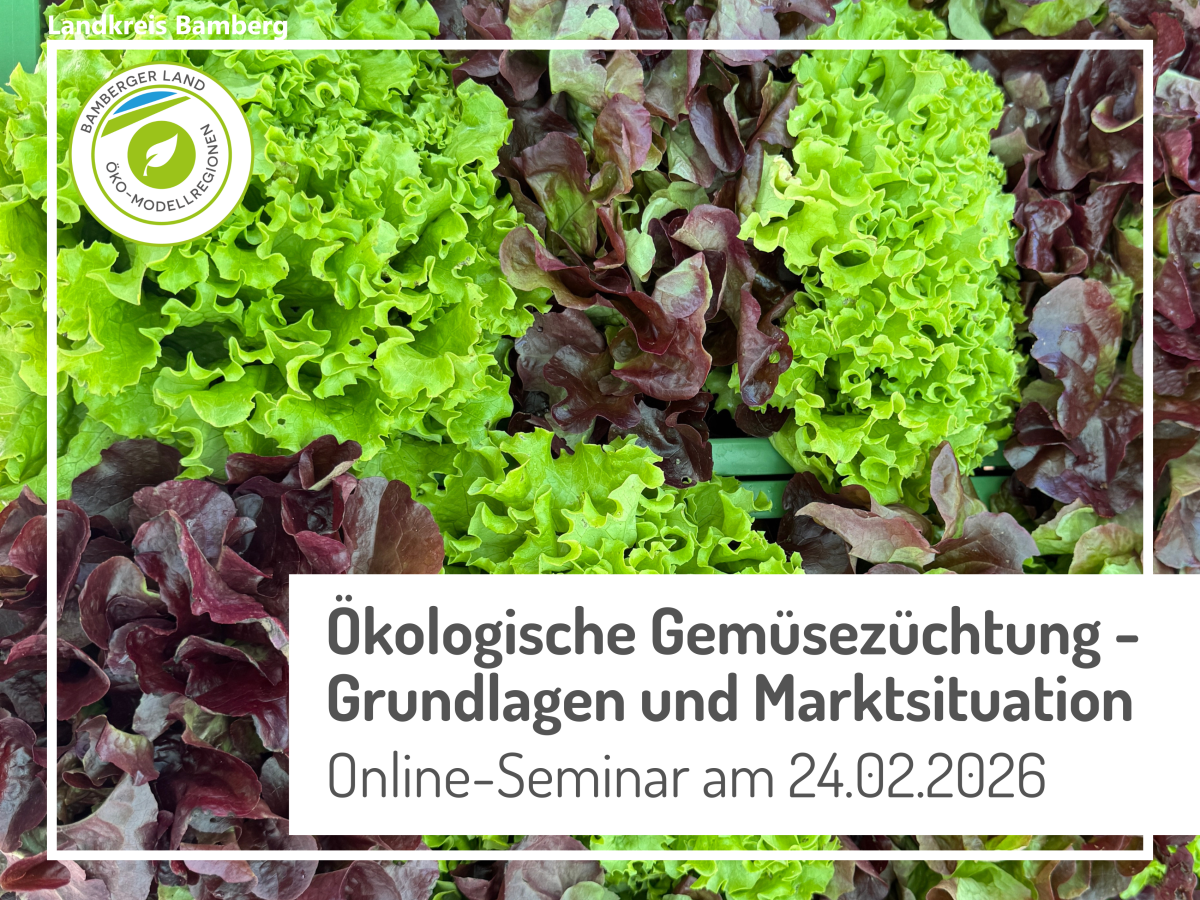 Salatköpfe in einer Kiste