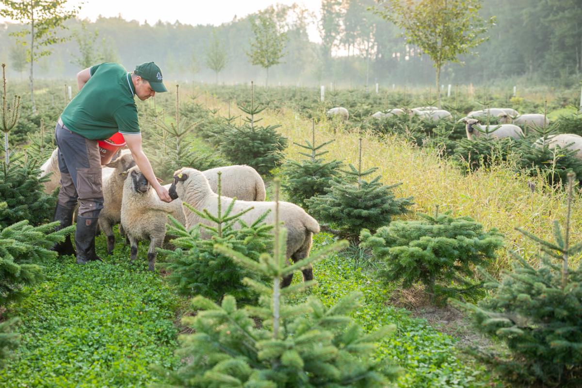 251203 Betriebsleiter Ulrich Resele mit seinen Shropshire Schafen in der Bio-Weihnachtsbaumkultur
