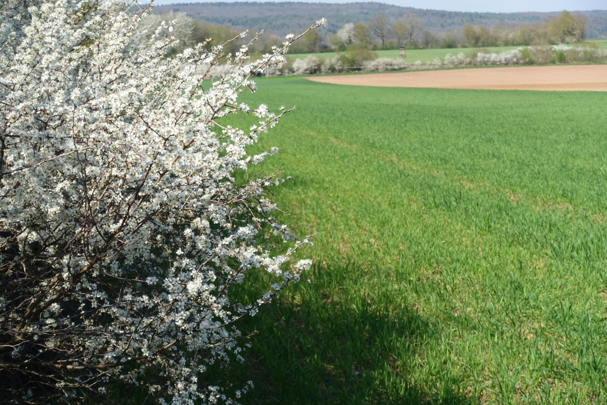 Hecken in der Landschaft