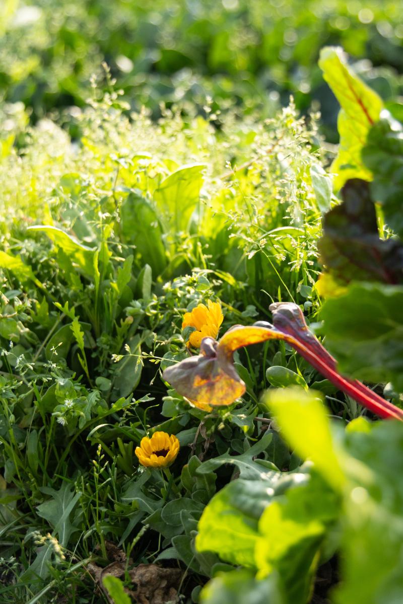 Gemüse und Ringelblumen auf einem Feld