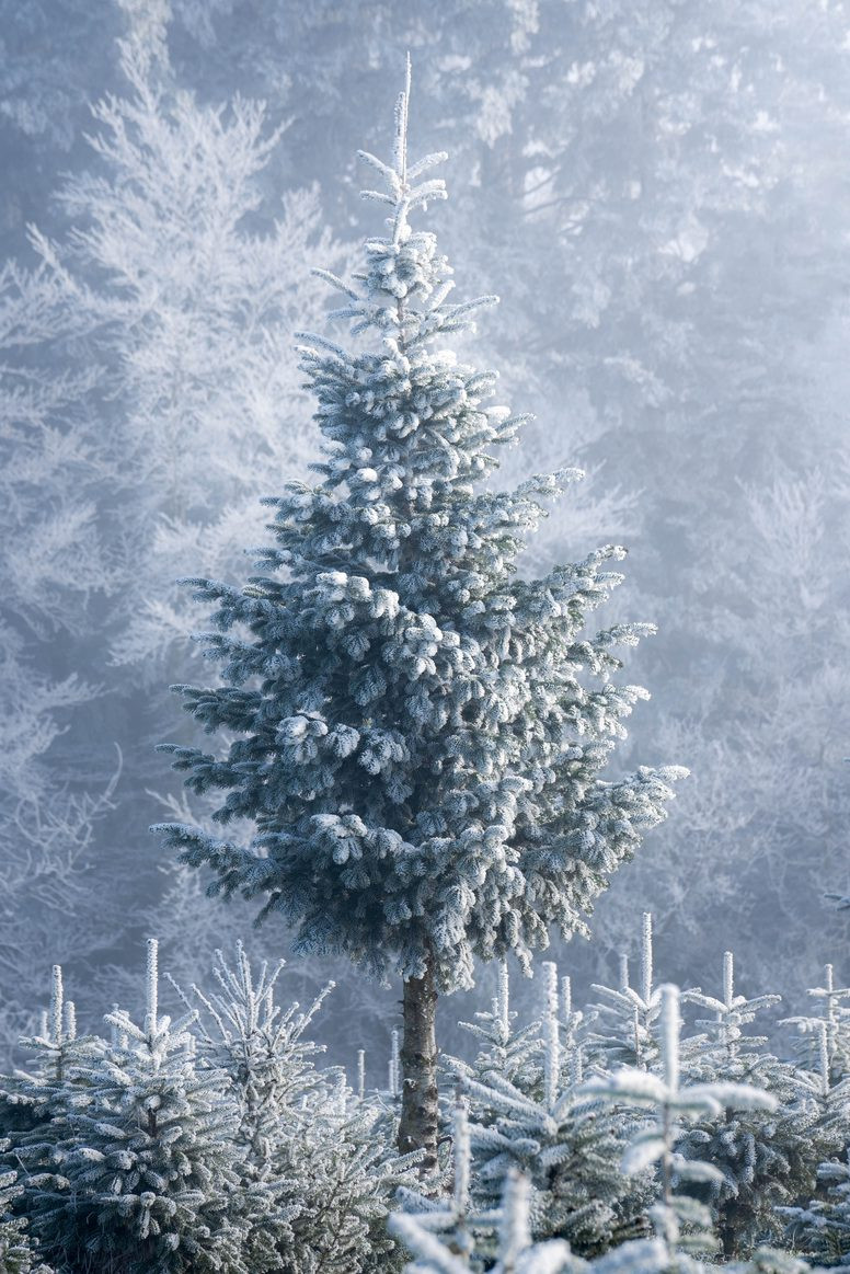 Das Foto zeigt einen Nadelbaum im Winter