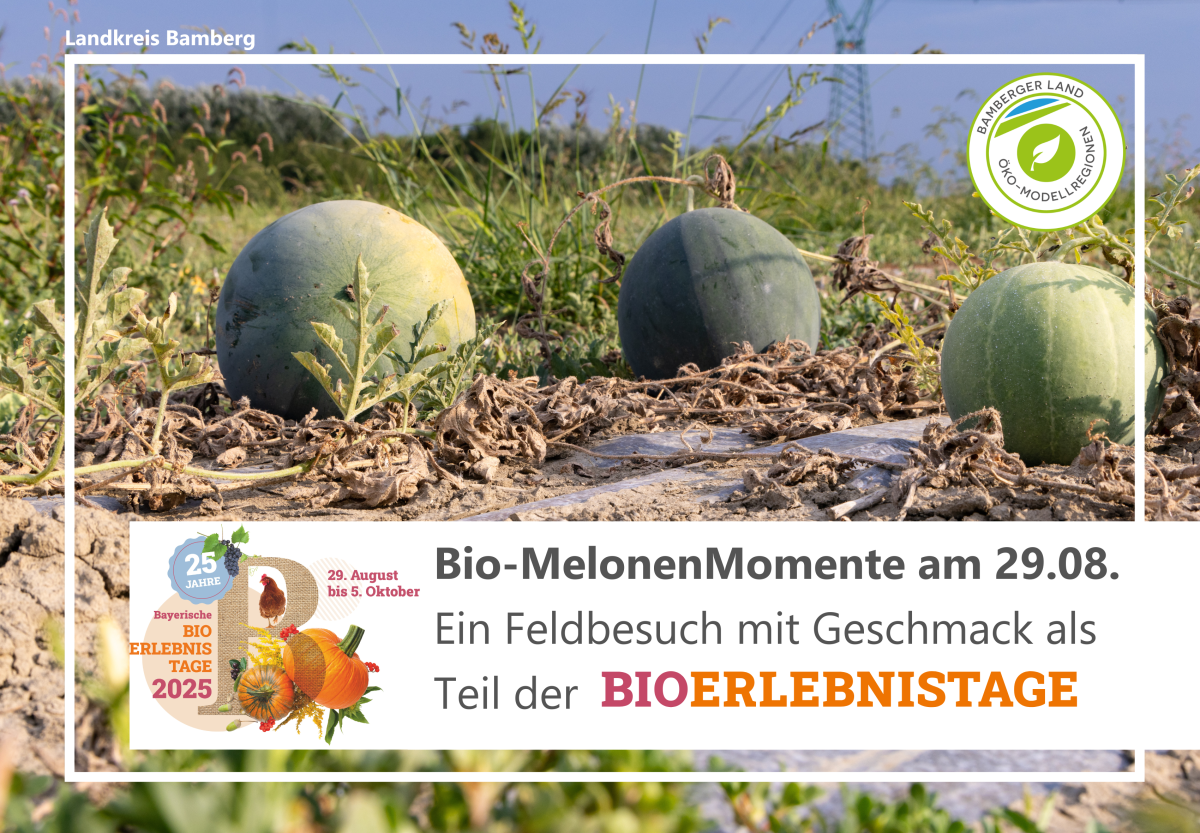 Wassermelonen auf Feld