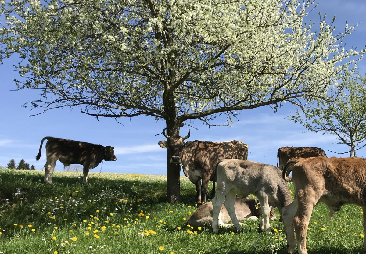 Kälber auf der Weide unter Obstbäumen